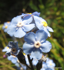 Myosotis afropalustris