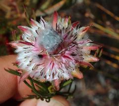 Serruria phylicoides