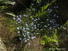 Myosotis afropalustris