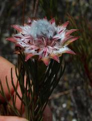 Serruria phylicoides