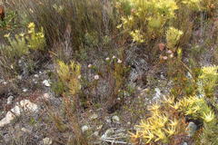 Serruria phylicoides