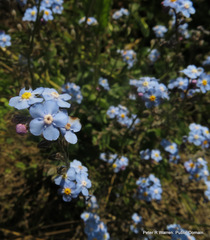 Myosotis afropalustris