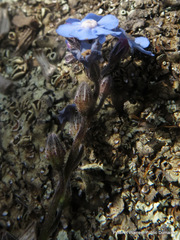 Myosotis afropalustris