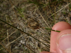 Dianthus pontederae