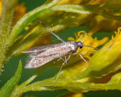 Schreckensteinia erythriella