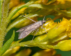 Schreckensteinia erythriella