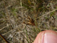 Dianthus pontederae