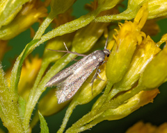 Schreckensteinia erythriella