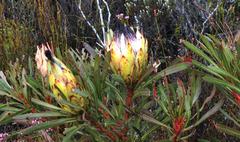 Protea longifolia