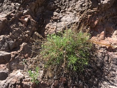 Perityle staurophylla