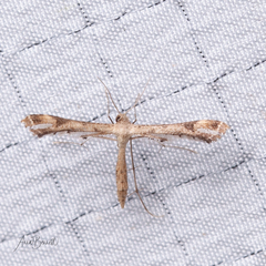 Stenoptilodes taprobanes