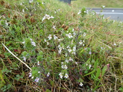Euphrasia frigida