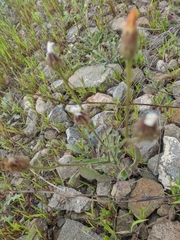 Crepis setosa