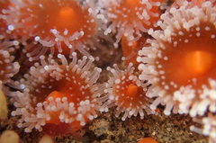 Corynactis californica