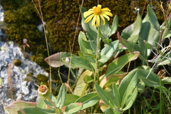 Senecio pyrenaicus