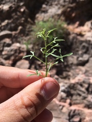 Perityle staurophylla