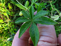 Ipomoea cairica cairica