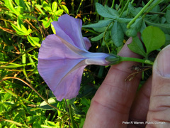 Ipomoea cairica cairica