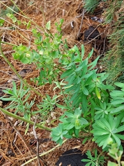 Euphorbia azorica