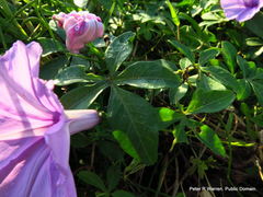 Ipomoea cairica cairica