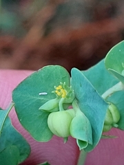 Euphorbia azorica