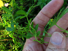 Ipomoea cairica cairica