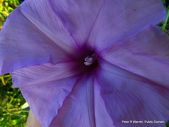Ipomoea cairica cairica