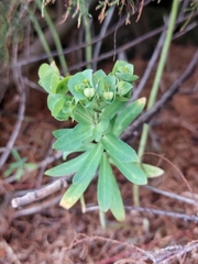 Euphorbia azorica