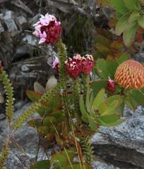 Sonderothamnus speciosus