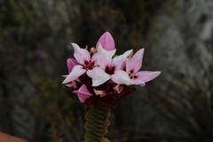 Sonderothamnus speciosus