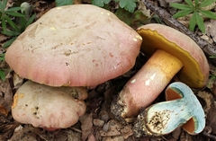 Rubroboletus legaliae