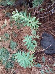 Euphorbia azorica