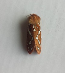 Gazoryctra hyperboreus