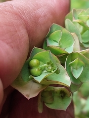 Euphorbia azorica