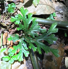 Selaginella eurynota