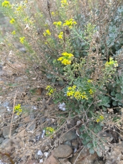 Odontarrhena obtusifolia