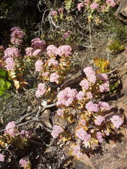 Crassula rupestris rupestris