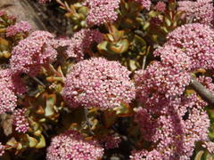 Crassula rupestris rupestris