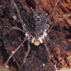 Ortholasma rugosum