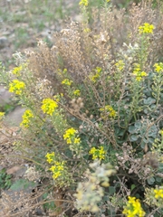 Odontarrhena obtusifolia