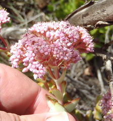 Crassula rupestris rupestris