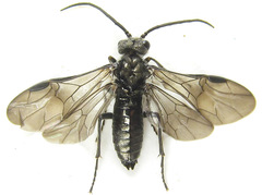 Dolerus liogaster