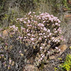 Crassula rupestris rupestris