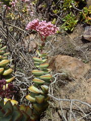 Crassula rupestris rupestris