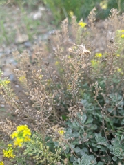 Odontarrhena obtusifolia
