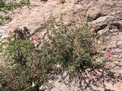 Salvia henryi