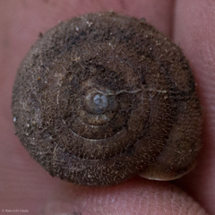 Vespericola armigera