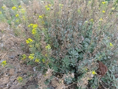 Odontarrhena obtusifolia