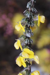 Aspalathus caledonensis