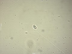 Clavaria krieglsteineri